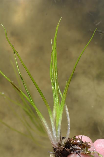 Isoetes